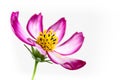 Purple pink wild flower Wild Cosmos Flower Cosmos bipinnatus blooming during Spring Summer closeup macro detail isolated Royalty Free Stock Photo